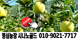 시나노골드 모바일