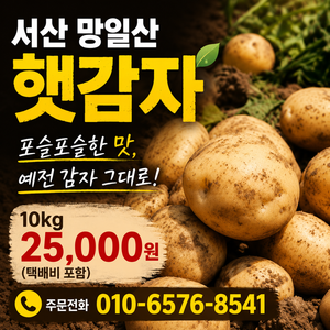 김헌식 감자