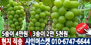 모바일 샤인머스켓
